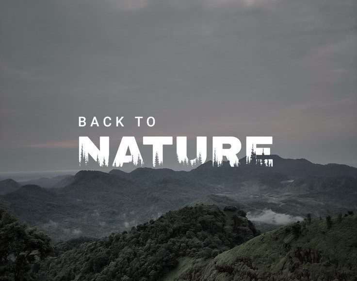 Scenic view of misty Himalayan mountains and lush green forest capturing the soulful journey from Haridwar to the Himalayas in Uttarakhand