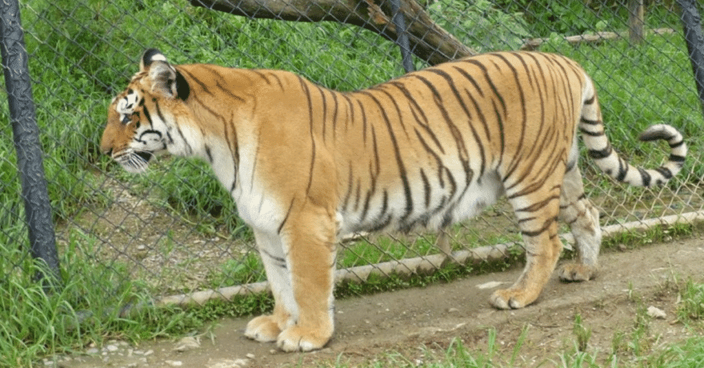 Pt. G. B. Pant High Altitude Zoo Nainital – Tiger Close-Up