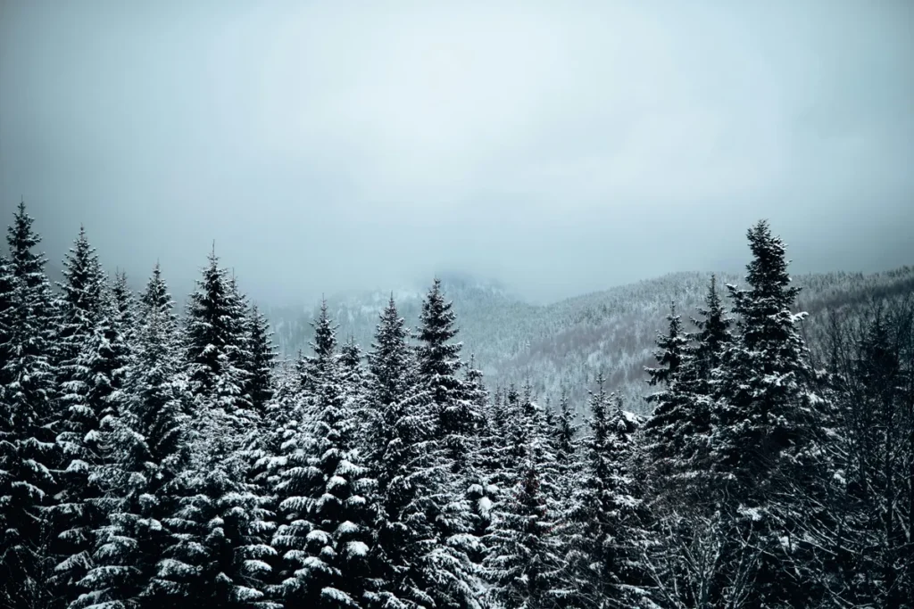 Snow-covered pine trees in Nainital during winter 2026, surrounded by misty hills and a serene Himalayan atmosphere.