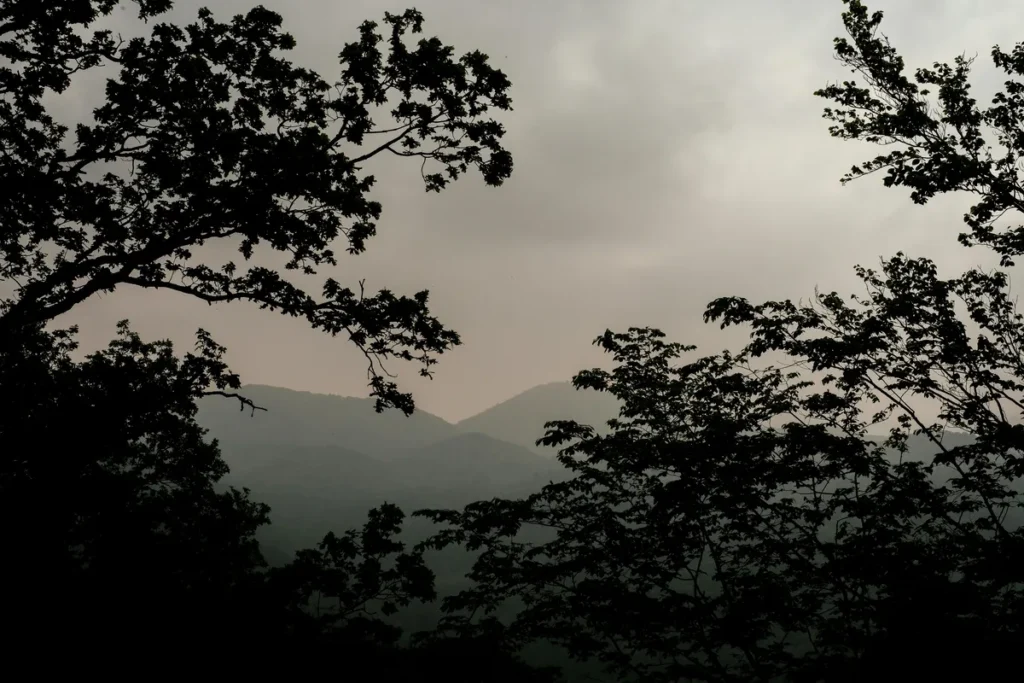 Foggy morning view of Nainital hills framed by tree branches under a cloudy February sky.