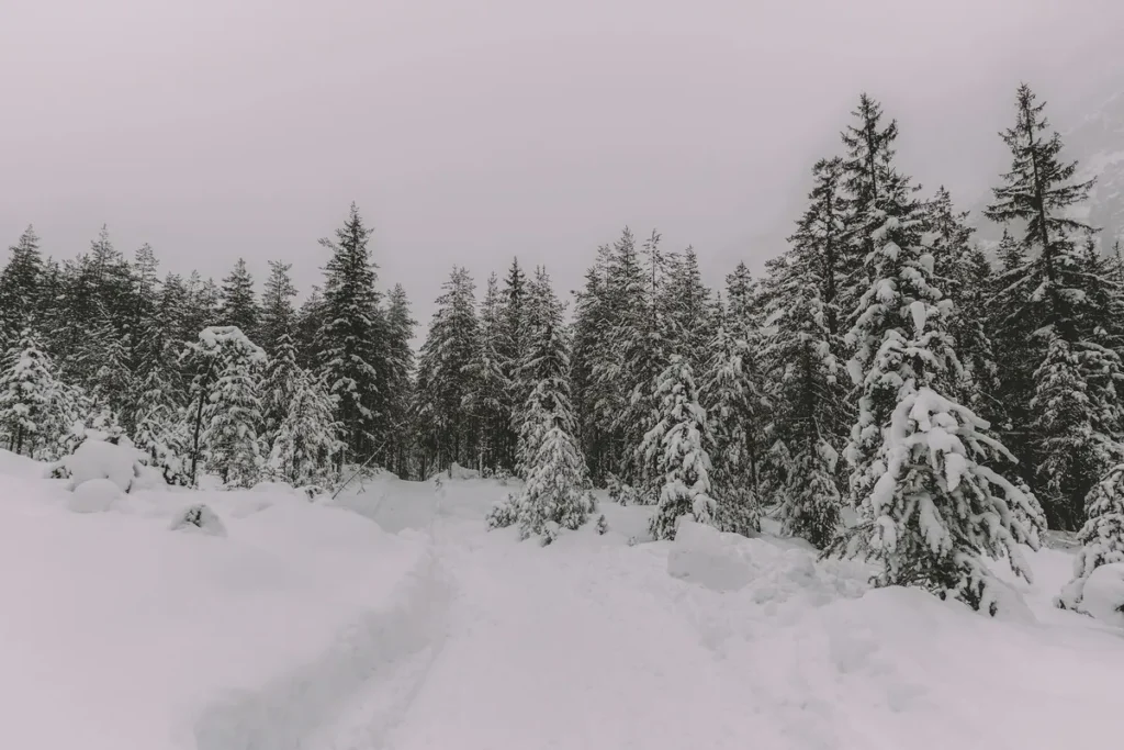 Snow-covered pine trees and a quiet path in Nainital during winter, showcasing the cold and serene weather in Nainital.