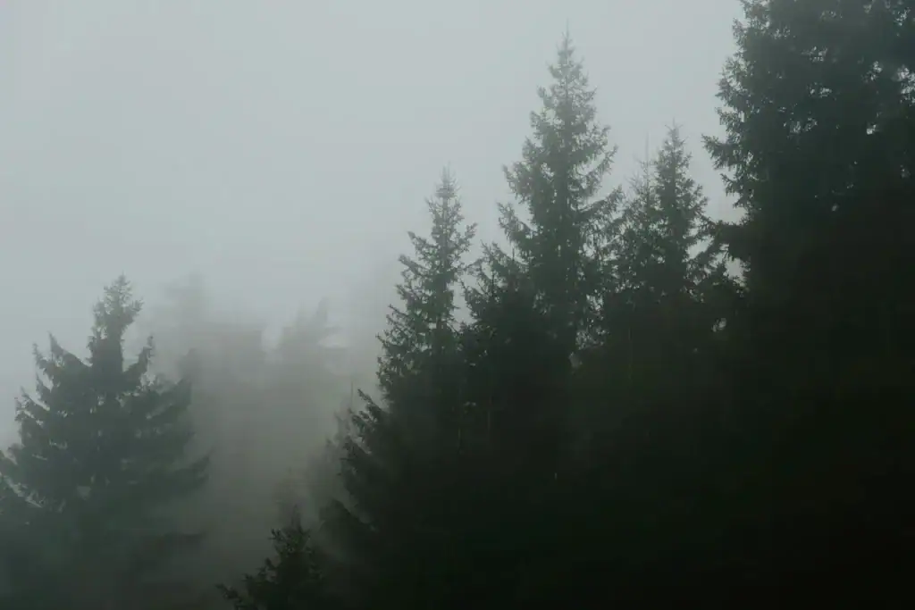 Foggy pine forest road in Nainital reflecting a quiet personal journey and the story behind The Nainital Guide