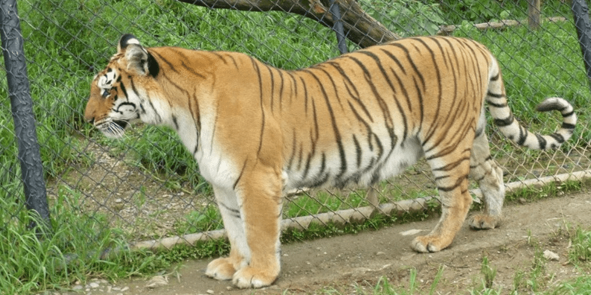 Pt. G. B. Pant High Altitude Zoo Nainital – Tiger Close-Up