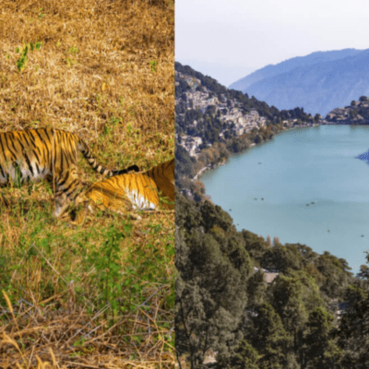 Untitled design (95)