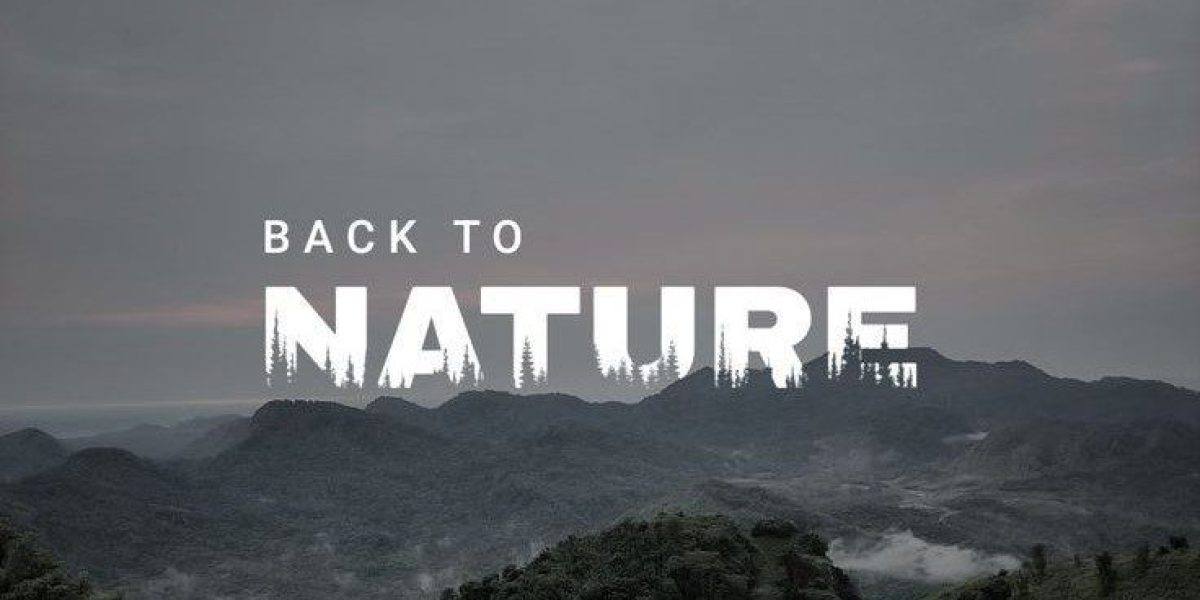 Scenic view of misty Himalayan mountains and lush green forest capturing the soulful journey from Haridwar to the Himalayas in Uttarakhand