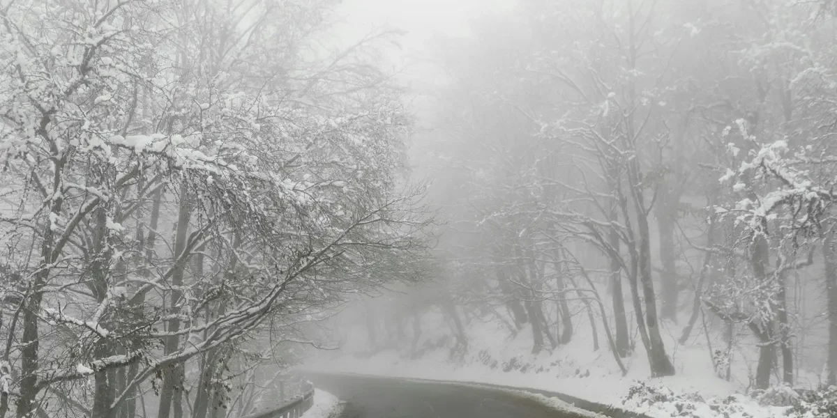 Foggy snow-covered road through pine trees on the Delhi to Nainital route in January, showing serene winter travel scenery.