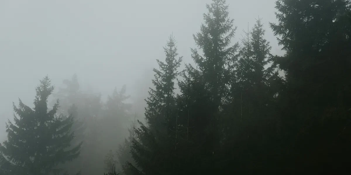 Foggy pine trees in Nainital surrounded by mist, showing silence, solitude, and calm