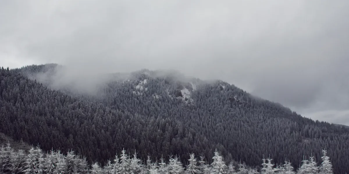 Snow-covered pine trees and misty hills during winter in Nainital, Uttarakhand — representing the serene mountain landscape featured in the Snowfall Prediction in Nainital 2026 travel guide.